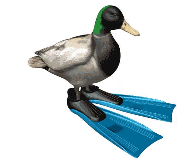 A spinning duck with flippers.
